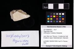 Foto (Objekt + Etikett) von Paguroidea indet.  (NHMW-GEO-2017-0089-0057)